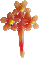 Blume vom Schlumpf